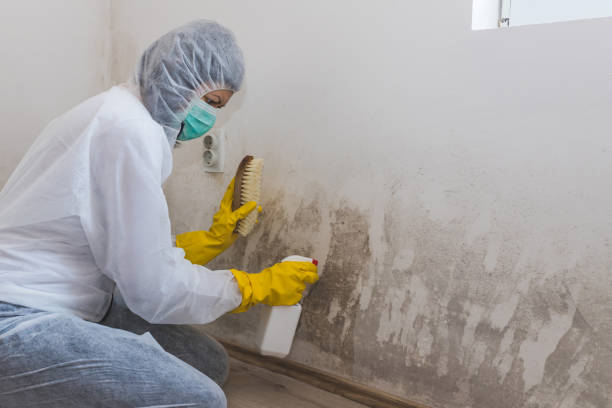 Best Forensic Mold Investigation  in Hudson Falls, NY